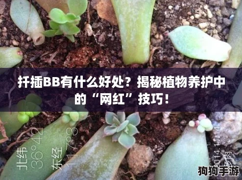 扦插BB有什么好处？揭秘植物养护中的“网红”技巧！