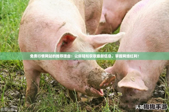 免费行情网站的推荐理由：让你轻松获取最新信息，掌握网络红利！