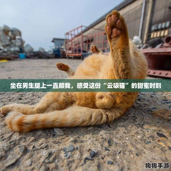 坐在男生腿上一直颠我，感受这份“云吸猫”的甜蜜时刻