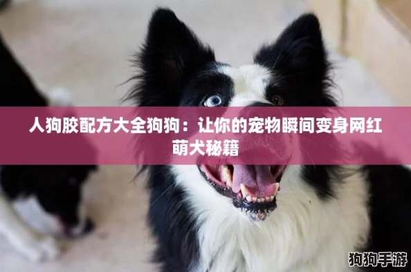 人狗胶配方大全狗狗：让你的宠物瞬间变身网红萌犬秘籍