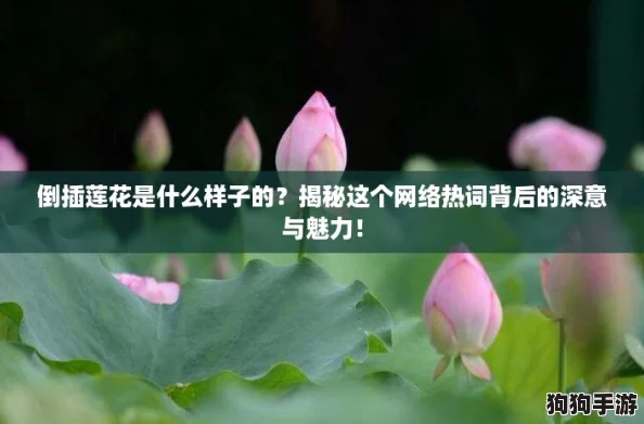 倒插莲花是什么样子的？揭秘这个网络热词背后的深意与魅力！