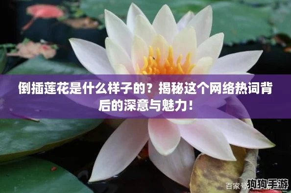 倒插莲花是什么样子的？揭秘这个网络热词背后的深意与魅力！