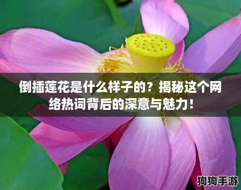 倒插莲花是什么样子的？揭秘这个网络热词背后的深意与魅力！
