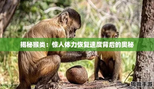 揭秘猴类：惊人体力恢复速度背后的奥秘