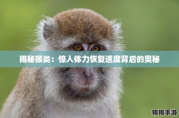 揭秘猴类:惊人体力恢复速度背后的奥秘 揭秘猴类:惊人体力恢复速度背后的奥秘