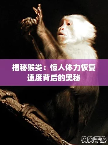揭秘猴类:惊人体力恢复速度背后的奥秘 揭秘猴类:惊人体力恢复速度背后的奥秘