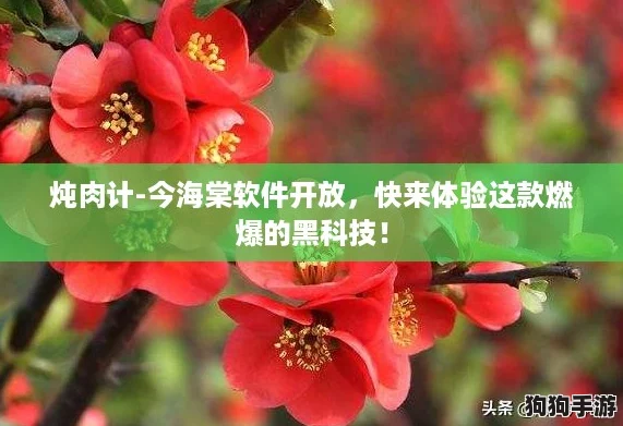炖肉计-今海棠软件开放，快来体验这款燃爆的黑科技！