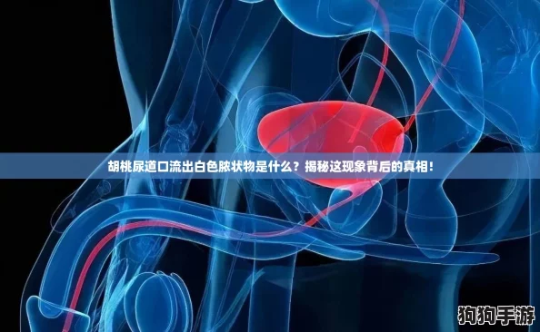胡桃尿道口流出白色脓状物是什么？揭秘这现象背后的真相！
