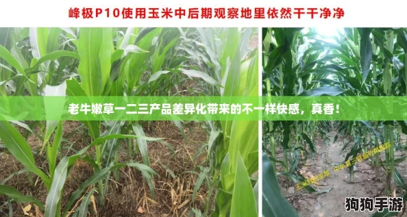 老牛嫩草一二三产品差异化带来的不一样快感,真香! 老牛嫩草一二三产品差异化带来的不一样快感,真香!