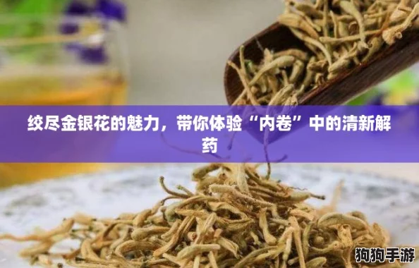 绞尽金银花的魅力，带你体验“内卷”中的清新解药