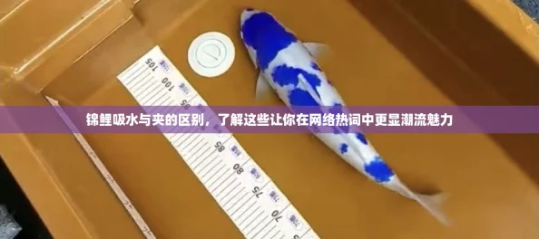 锦鲤吸水与夹的区别，了解这些让你在网络热词中更显潮流魅力
