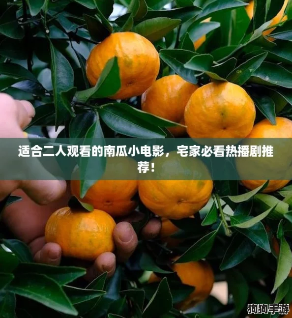 适合二人观看的南瓜小电影,宅家必看热播剧推荐! 适合二人观看的南瓜小电影,宅家必看热播剧推荐!