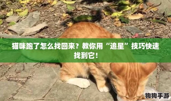 猫咪跑了怎么找回来？教你用“追星”技巧快速找到它！