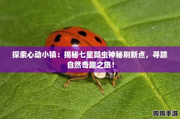探索心动小镇：揭秘七星瓢虫神秘刷新点，寻踪自然奇趣之旅！