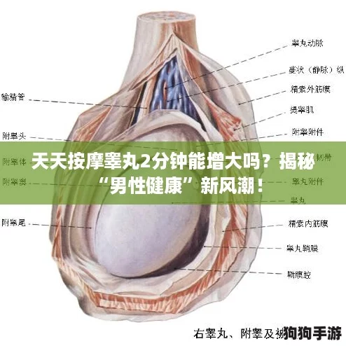 天天按摩睾丸2分钟能增大吗？揭秘“男性健康”新风潮！