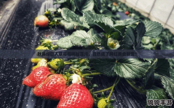 秋葵绿巨人草莓樱桃榴莲污，竟然成了网红美食新宠！