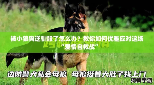 被小狼狗逆驯服了怎么办？教你如何优雅应对这场“爱情自救战”
