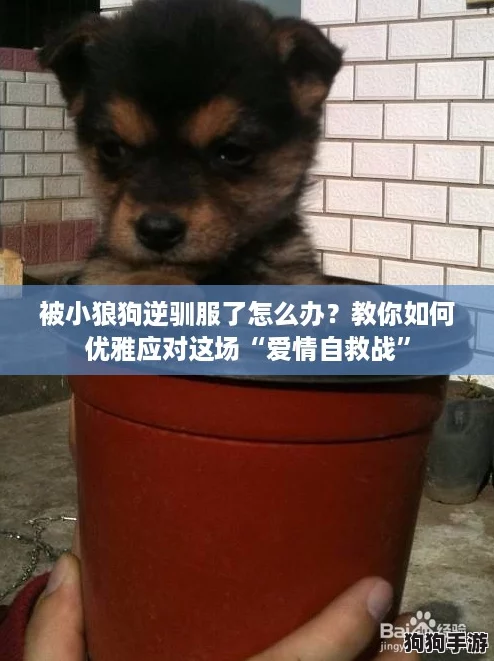 被小狼狗逆驯服了怎么办？教你如何优雅应对这场“爱情自救战”