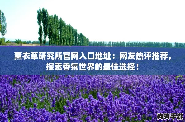 薰衣草研究所官网入口地址：网友热评推荐，探索香氛世界的最佳选择！