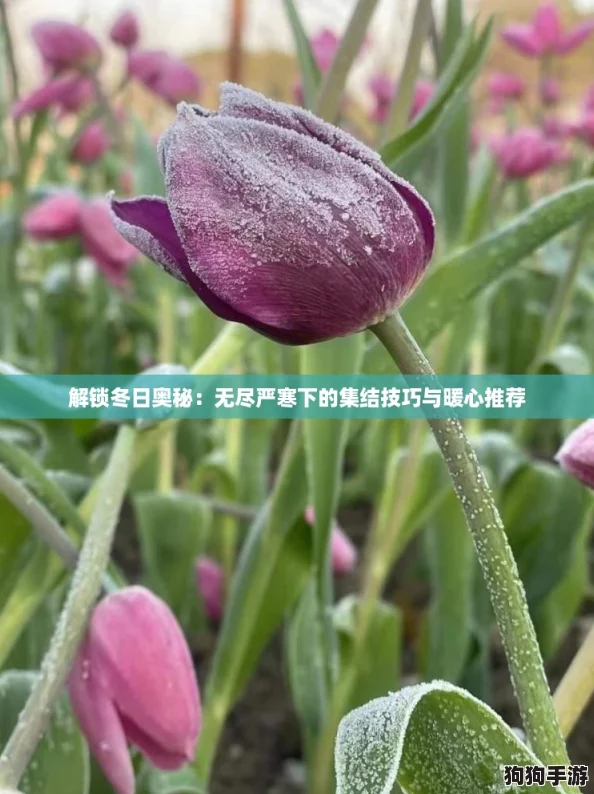 解锁冬日奥秘：无尽严寒下的集结技巧与暖心推荐