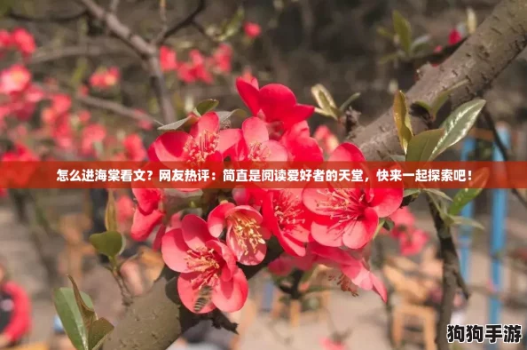 怎么进海棠看文？网友热评：简直是阅读爱好者的天堂，快来一起探索吧！