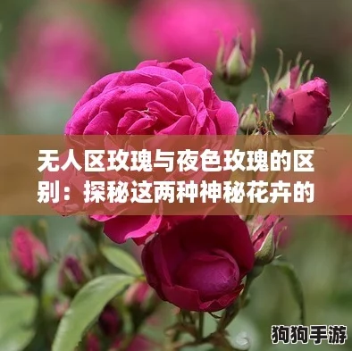 无人区玫瑰与夜色玫瑰的区别：探秘这两种神秘花卉的网络热潮