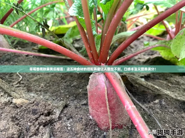 草莓香蕉秋葵黄瓜榴莲：这五种食材的搭配真是让人意想不到，口感丰富又营养满分！