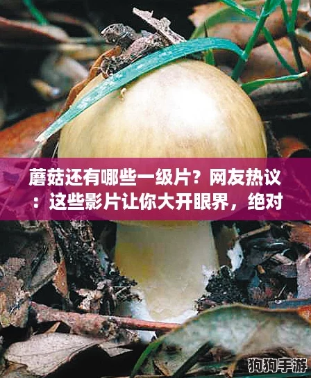 蘑菇还有哪些一级片？网友热议：这些影片让你大开眼界，绝对不能错过！