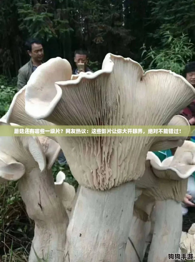 蘑菇还有哪些一级片?网友热议:这些影片让你大开眼界,绝对不能错过! 蘑菇还有哪些一级片?网友热议:这些影片让你大开眼界,绝对不能错过!
