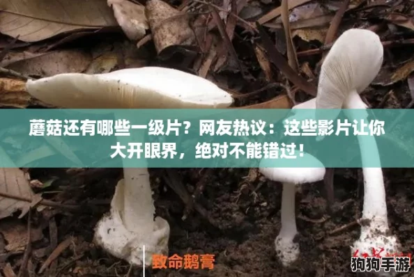 蘑菇还有哪些一级片?网友热议:这些影片让你大开眼界,绝对不能错过! 蘑菇还有哪些一级片?网友热议:这些影片让你大开眼界,绝对不能错过!