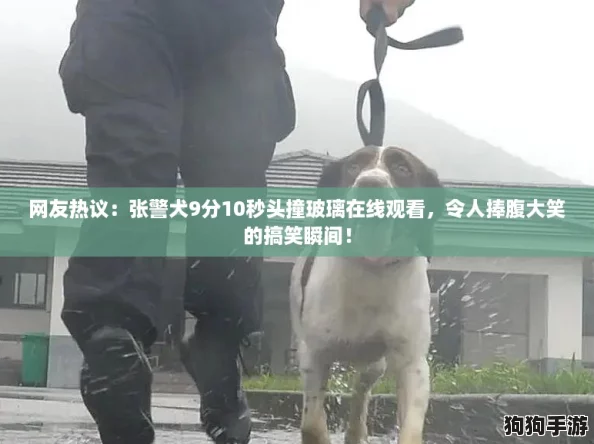 网友热议：张警犬9分10秒头撞玻璃在线观看，令人捧腹大笑的搞笑瞬间！
