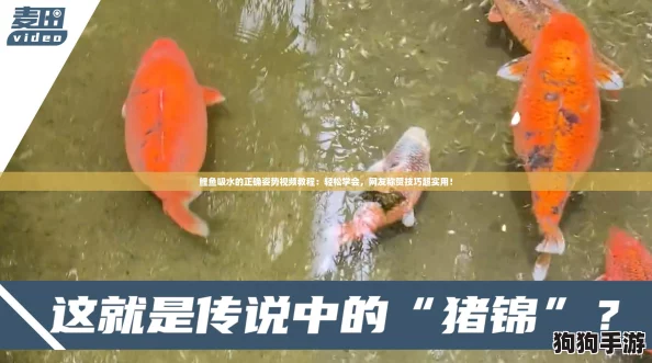 鲤鱼吸水的正确姿势视频教程：轻松学会，网友称赞技巧超实用！