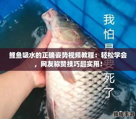 鲤鱼吸水的正确姿势视频教程:轻松学会,网友称赞技巧超实用! 鲤鱼吸水的正确姿势视频教程:轻松学会,网友称赞技巧超实用!