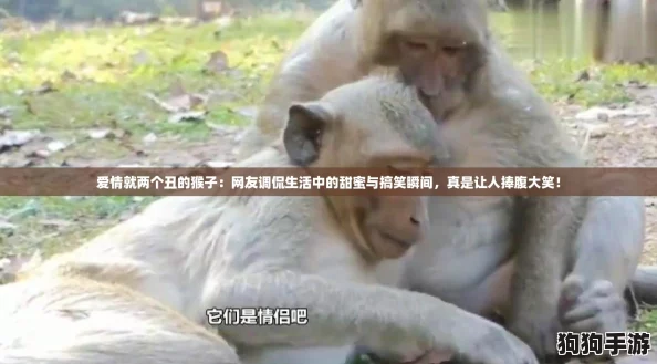 爱情就两个丑的猴子：网友调侃生活中的甜蜜与搞笑瞬间，真是让人捧腹大笑！