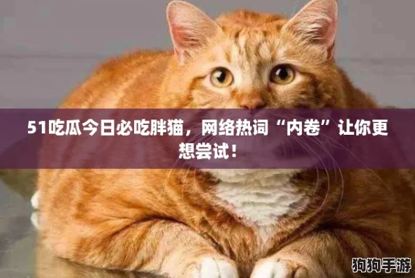 51吃瓜今日必吃胖猫，网络热词“内卷”让你更想尝试！