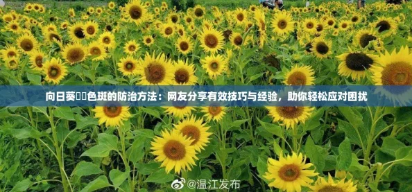 向日葵卍卍色斑的防治方法：网友分享有效技巧与经验，助你轻松应对困扰