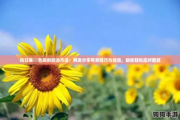向日葵卍卍色斑的防治方法:网友分享有效技巧与经验,助你轻松应对困扰 向日葵卍卍色斑的防治方法:网友分享有效技巧与经验,助你轻松应对困扰