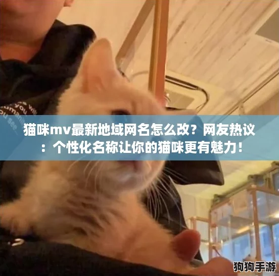 猫咪mv最新地域网名怎么改？网友热议：个性化名称让你的猫咪更有魅力！