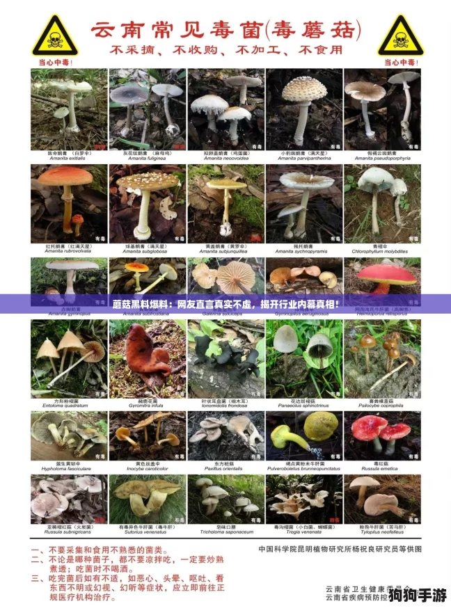 蘑菇黑料爆料:网友直言真实不虚,揭开行业内幕真相! 蘑菇黑料爆料:网友直言真实不虚,揭开行业内幕真相!