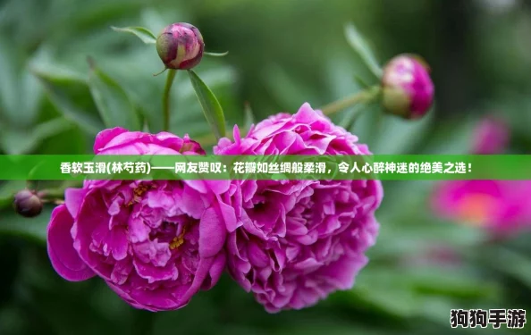 香软玉滑(林芍药)——网友赞叹：花瓣如丝绸般柔滑，令人心醉神迷的绝美之选！