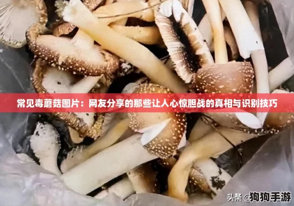 常见毒蘑菇图片：网友分享的那些让人心惊胆战的真相与识别技巧