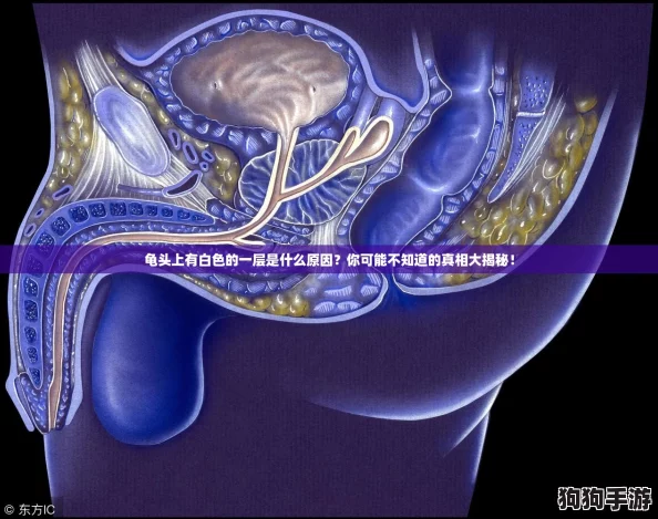 龟头上有白色的一层是什么原因？你可能不知道的真相大揭秘！