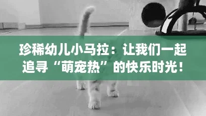 珍稀幼儿小马拉:让我们一起追寻“萌宠热”的快乐时光! 珍稀幼儿小马拉:让我们一起追寻“萌宠热”的快乐时光!