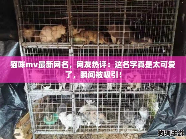 猫咪mv最新网名，网友热评：这名字真是太可爱了，瞬间被吸引！