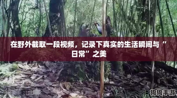 在野外截取一段视频，记录下真实的生活瞬间与“日常”之美