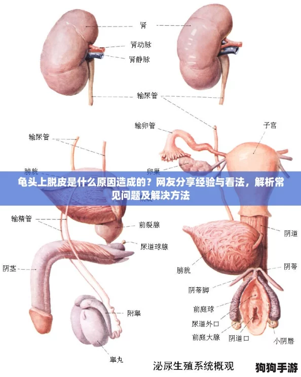 龟头上脱皮是什么原因造成的？网友分享经验与看法，解析常见问题及解决方法