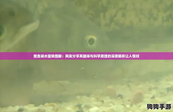 鲤鱼吸水旋转图解：网友分享其趣味与科学原理的深度解析让人惊叹
