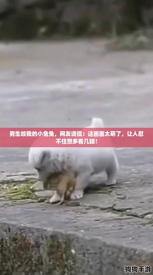 男生咬我的小兔兔,网友调侃:这画面太萌了,让人忍不住想多看几眼! 男生咬我的小兔兔,网友调侃:这画面太萌了,让人忍不住想多看几眼!