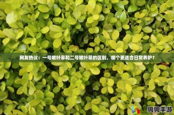 网友热议：一号嫩叶草和二号嫩叶草的区别，哪个更适合日常养护？