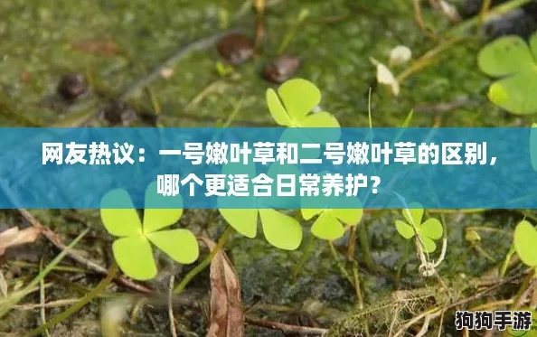 网友热议：一号嫩叶草和二号嫩叶草的区别，哪个更适合日常养护？